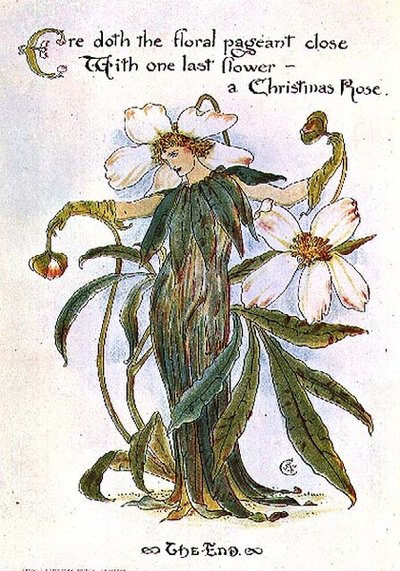 Illustration zeigt eine Fee als Weihnachtsrose von Walter Crane
